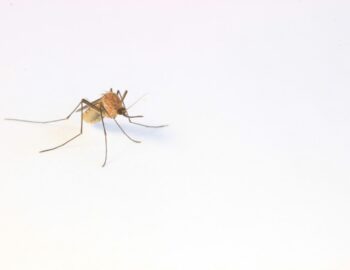 éloigner les moustiques
